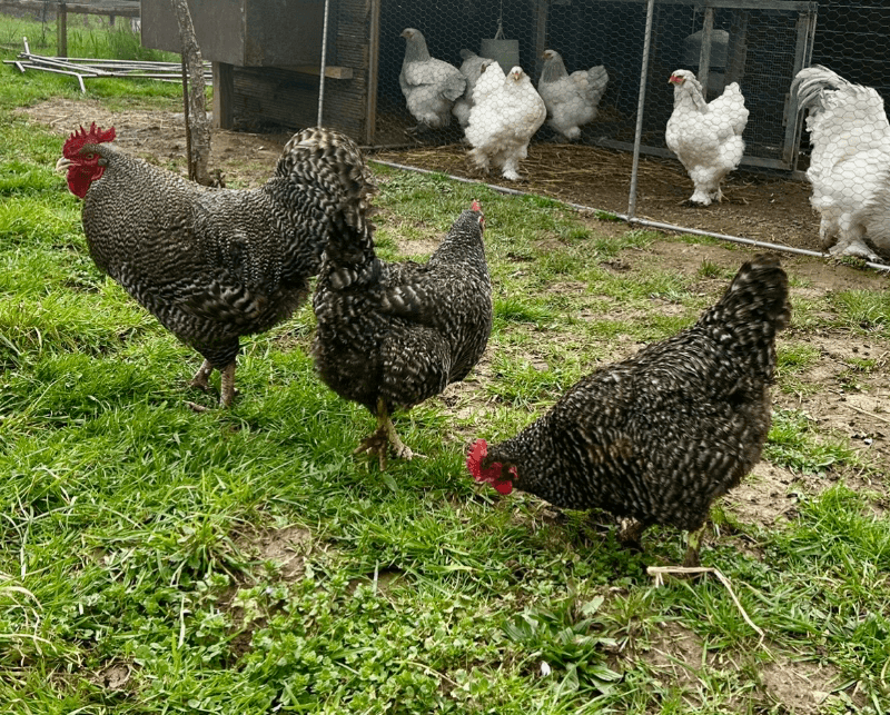 Oeufs fécondés coucou de rennes 