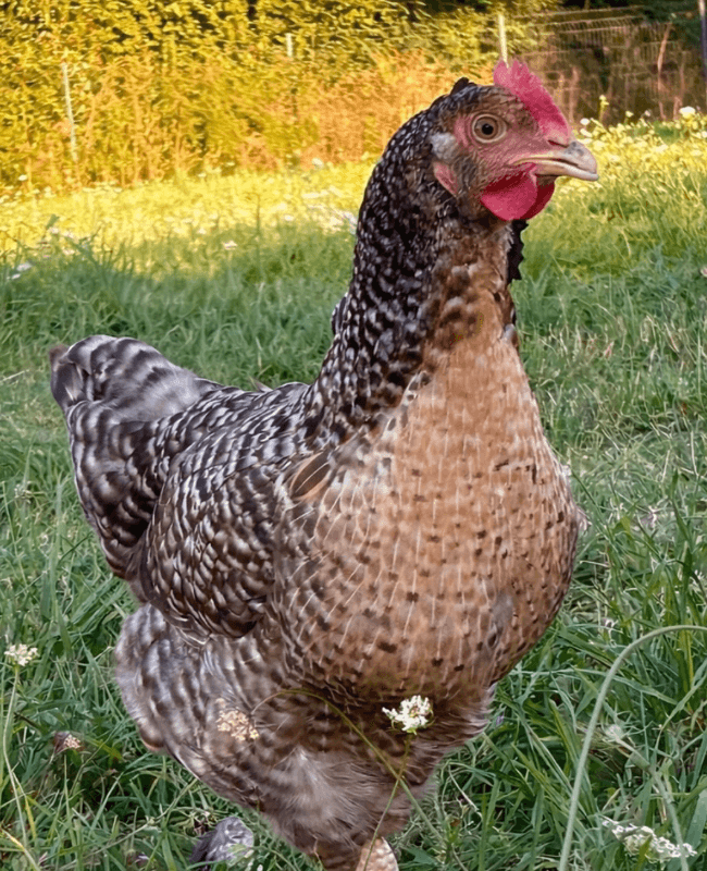 Oeufs fécondés coucou de rennes 