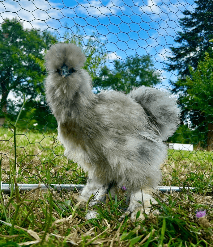 Oeufs fécondés poule de soies 