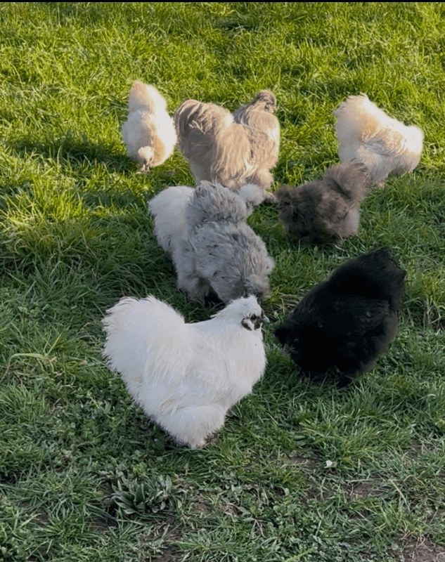 Oeufs fécondés poule de soies 