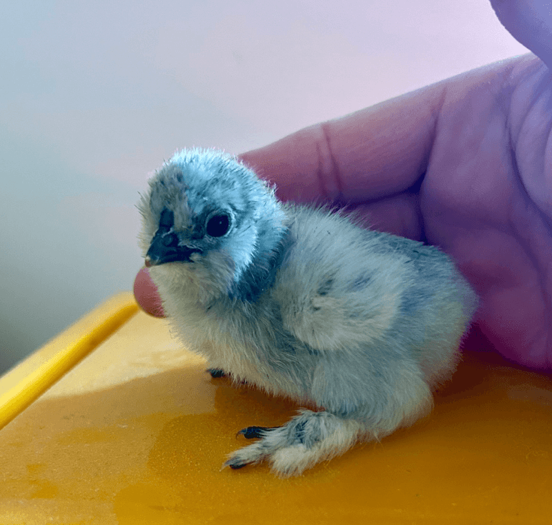 Oeufs fécondés poule de soies 