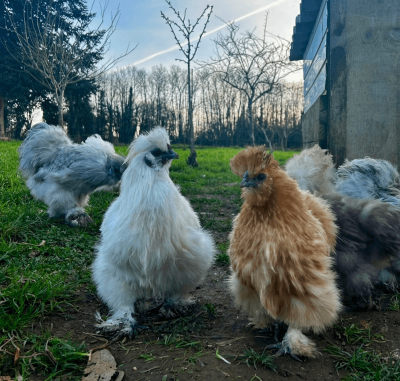 Oeufs fécondés poule de soies 