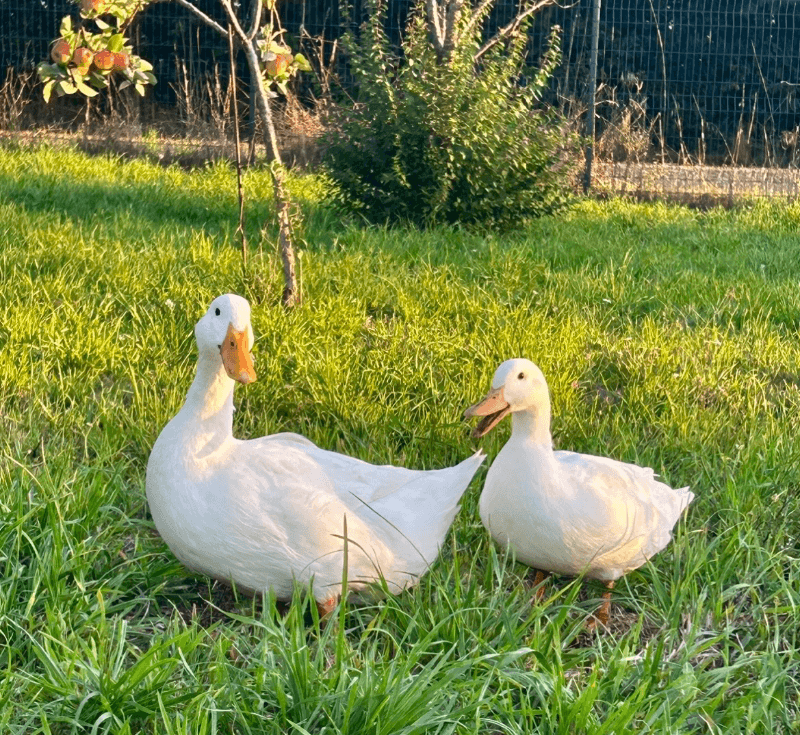 Oeufs fécondés de canne pekin 