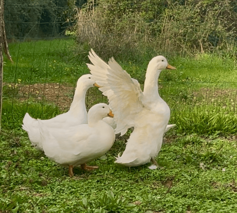 Oeufs fécondés de canne pekin 