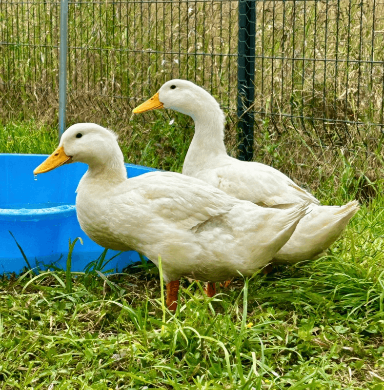 Oeufs fécondés de canne pekin 