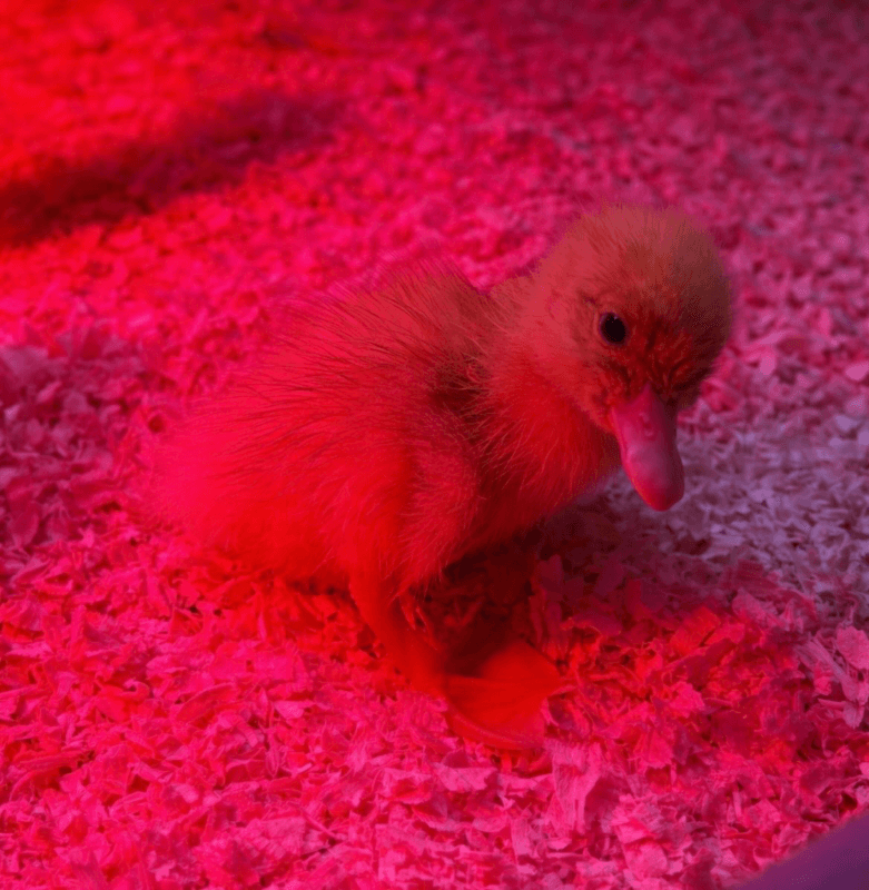 Oeufs fécondés de canne pekin 