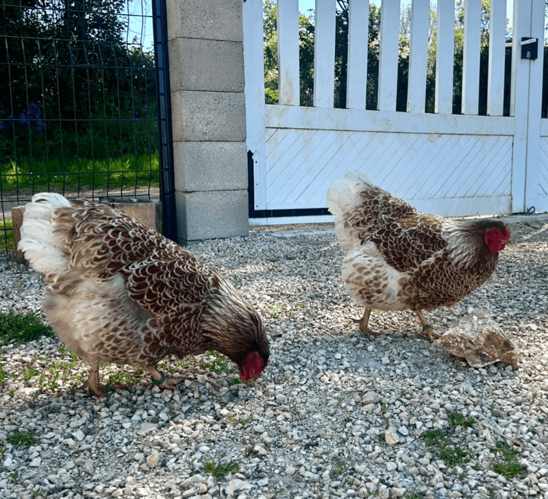 Oeufs fécondés wyandotte