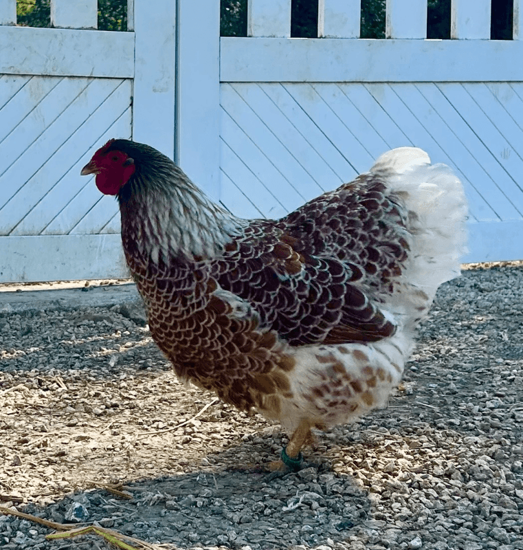 Oeufs fécondés wyandotte