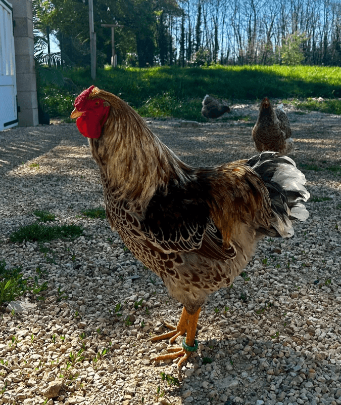 Oeufs fécondés wyandotte