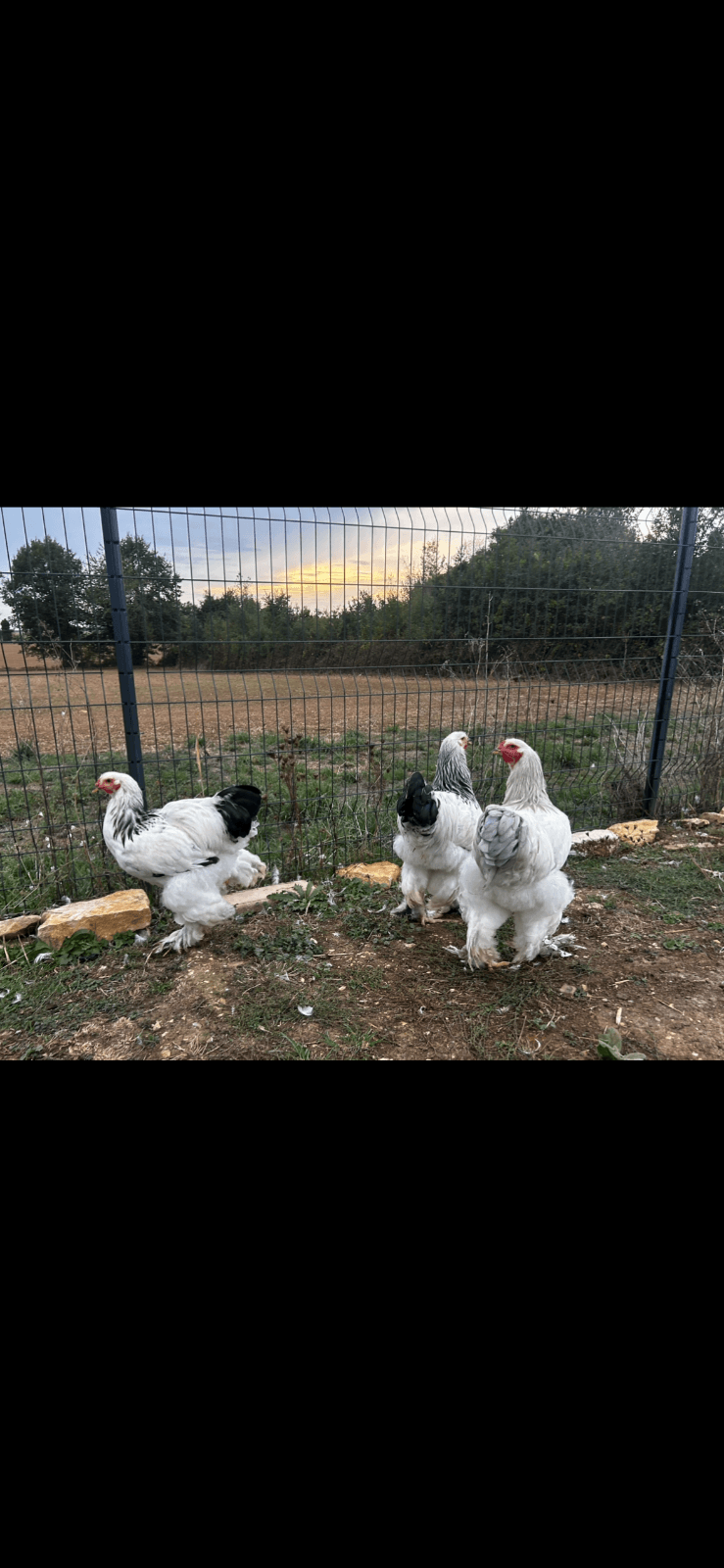 Coqs brahma blanc hermine noir 