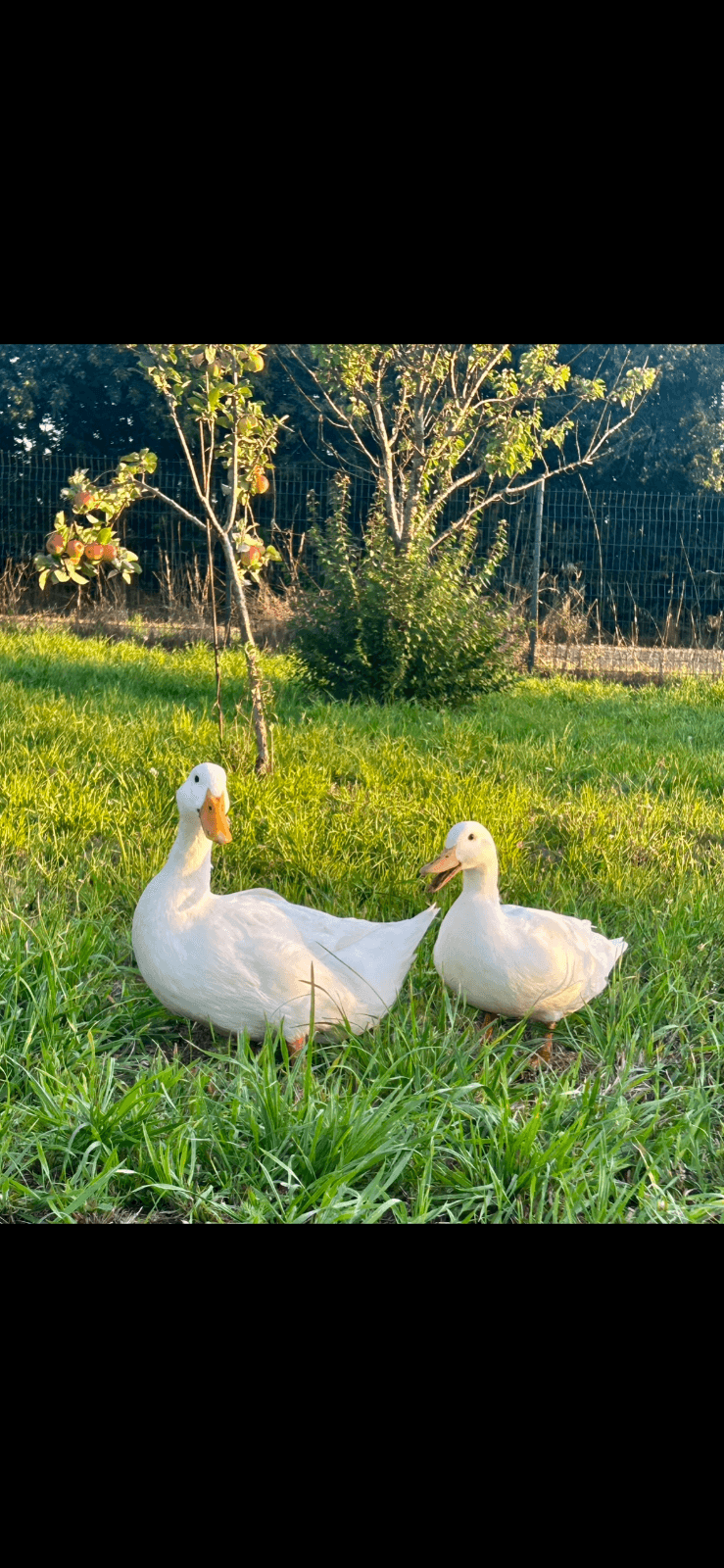 Oeufs fécondés de canard Pékin 