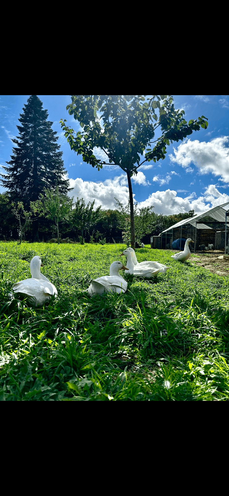 Oeufs fécondés de canard Pékin 