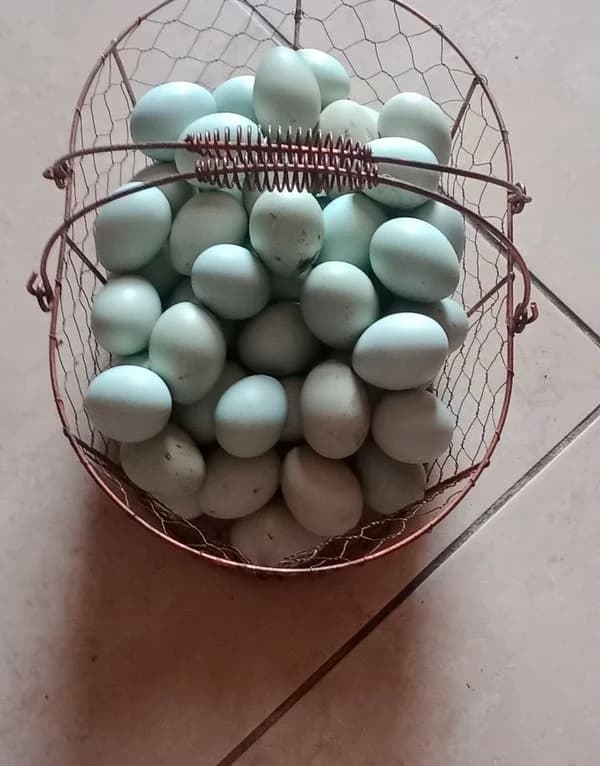 Oeufs fécondé de Araucana