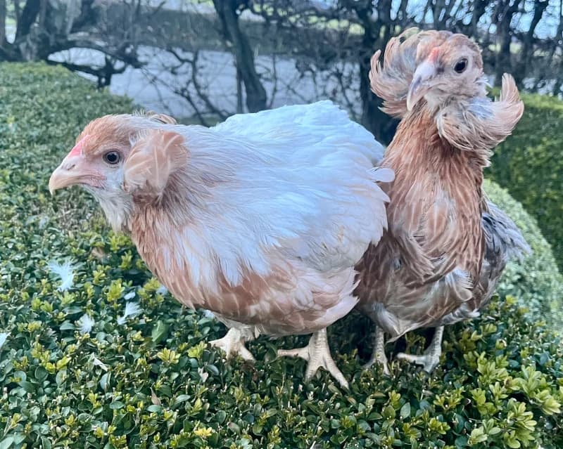 Oeufs fécondé de Araucana