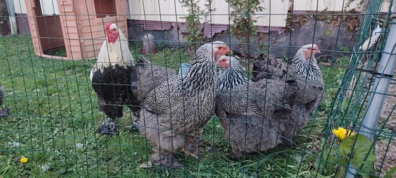 Oeufs à couver de brahma pma