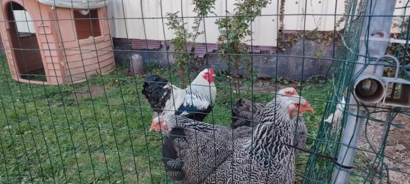 Oeufs à couver de brahma pma