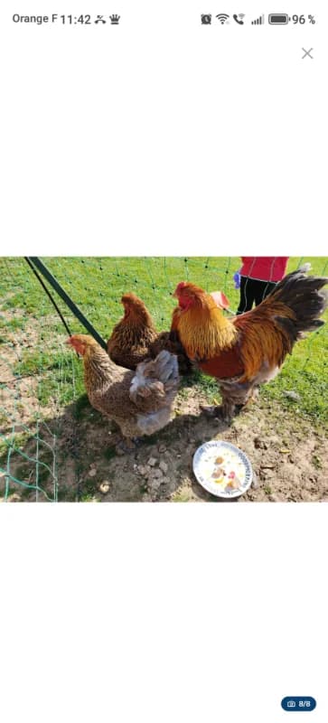 œufs à couver de brahma pmd