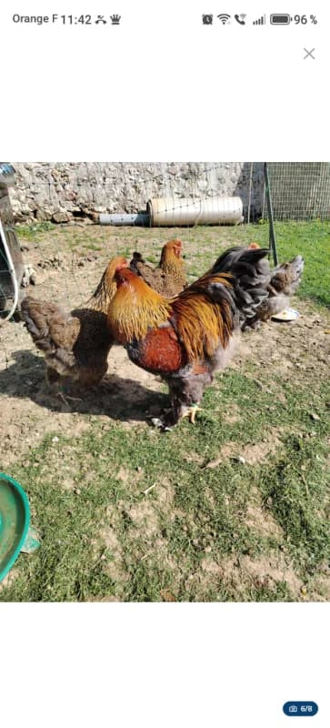 œufs à couver de brahma pmd