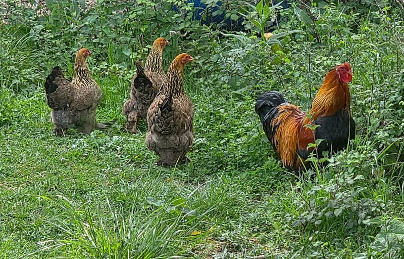 Brahma perdrix maillés dorés GR