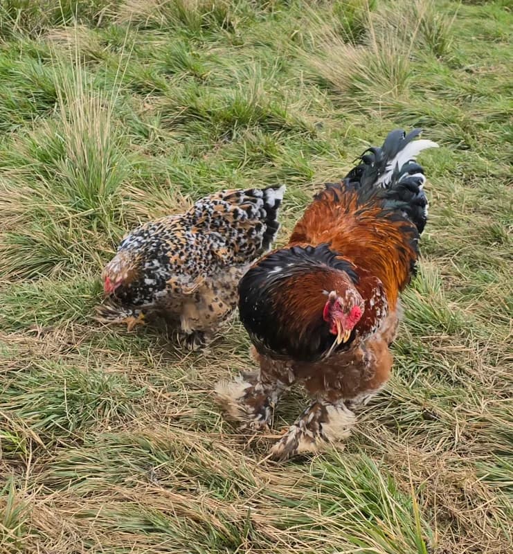 Brahma porcelaine