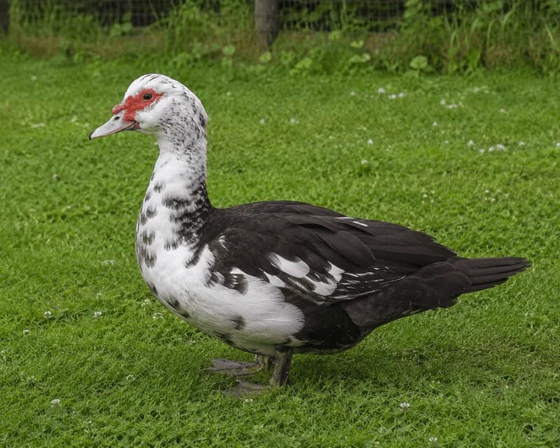 Lot de 6 œufs fécondés de Canard de Barbarie