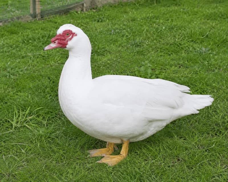 Lot de 6 œufs fécondés de Canard de Barbarie