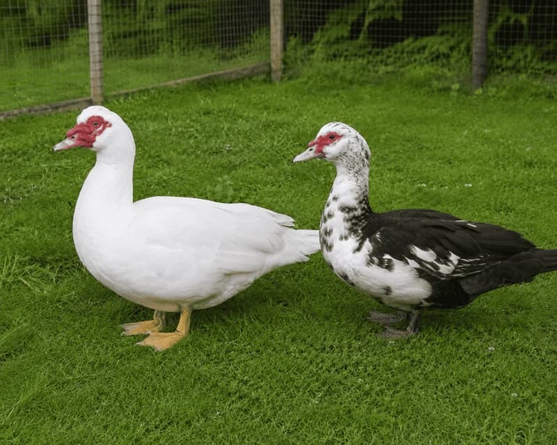 Lot de 6 œufs fécondés de Canard de Barbarie
