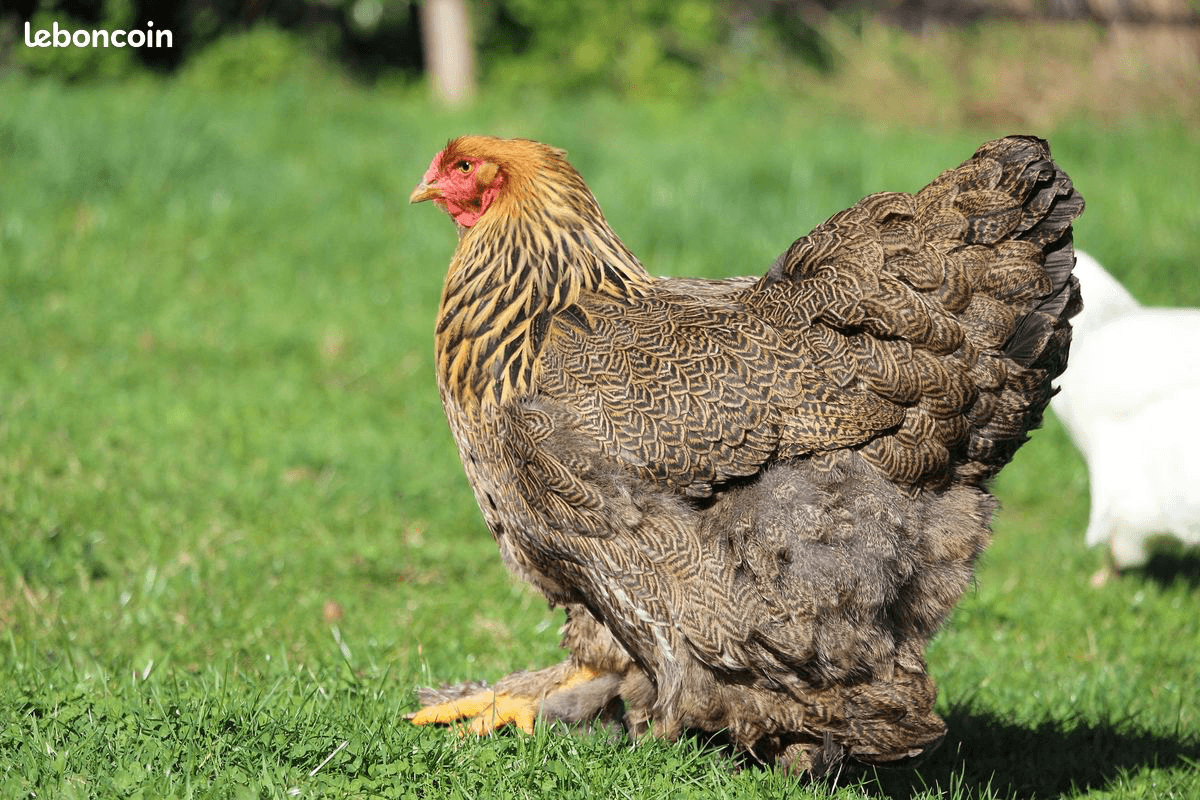 Poules d'Ornement pure race