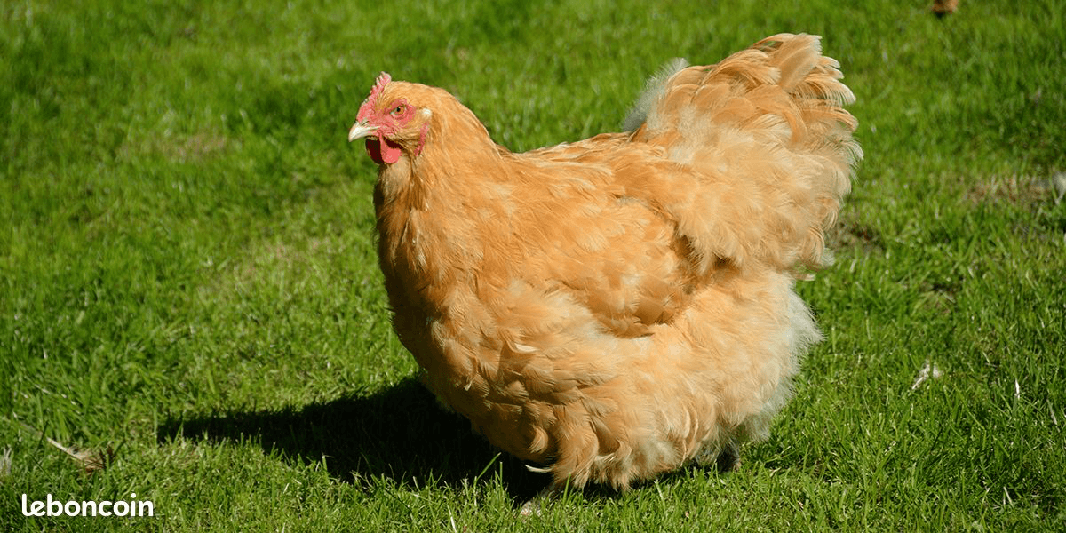 Poules d'Ornement pure race