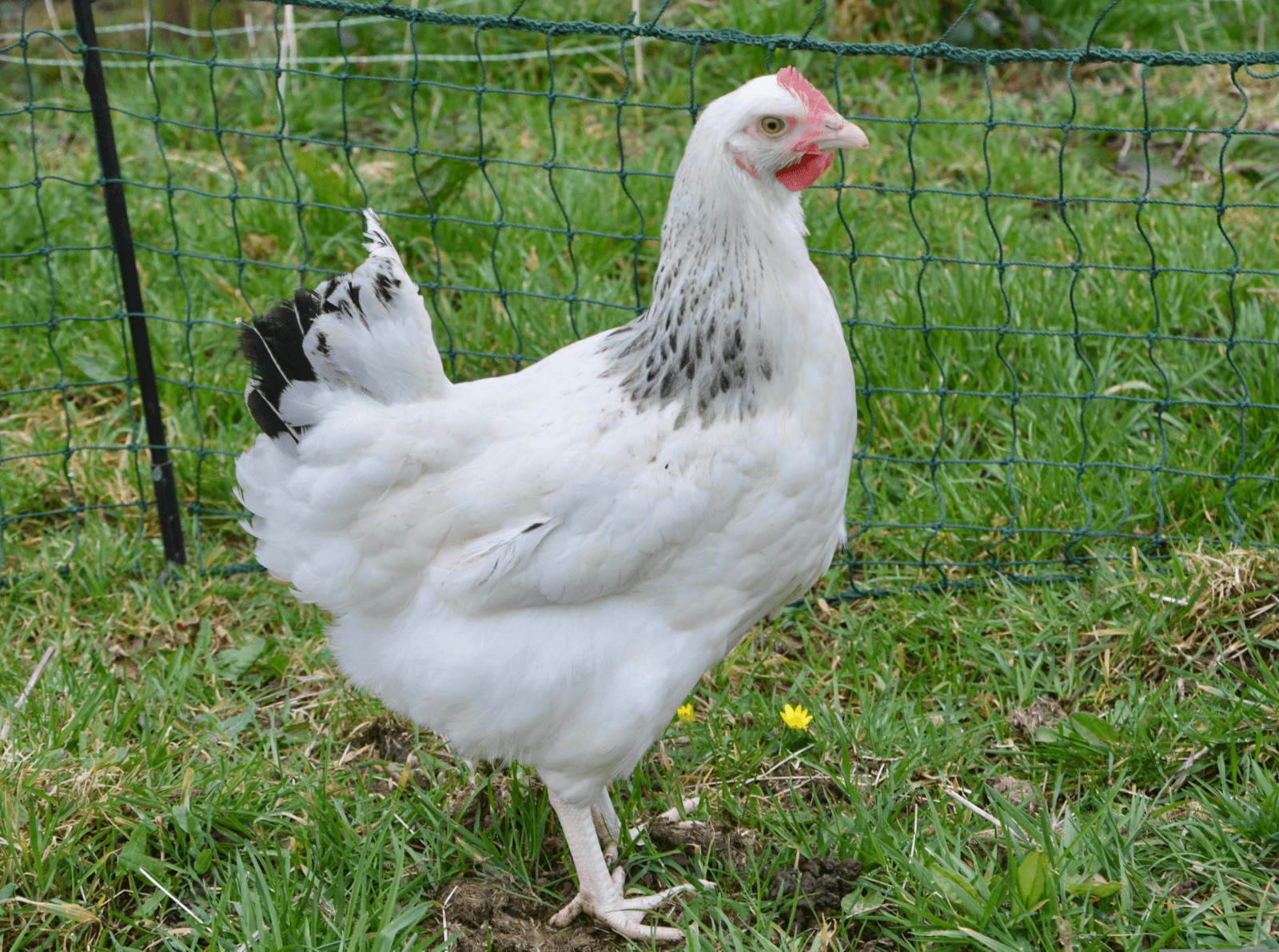 Poules d'Ornement pure race