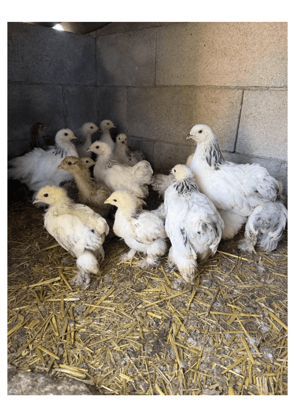 Poussins Brahma 2 mois 