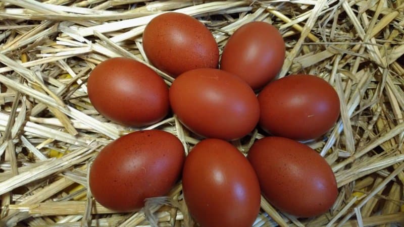 Oeufs fécondés de Marans