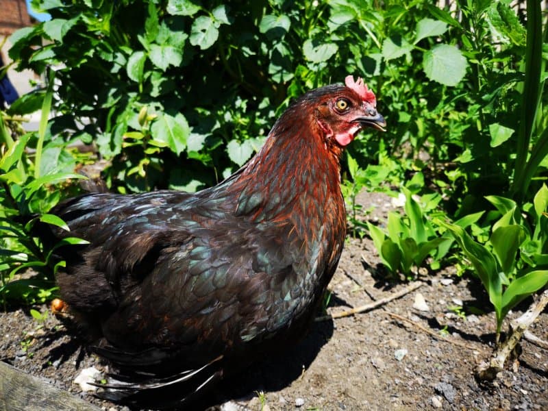 Oeufs fécondés de Marans