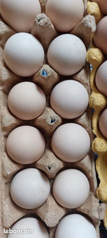 Oeufs fécondés de Sussex