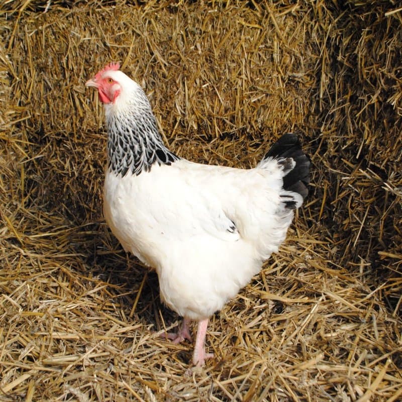 Oeufs fécondés de Sussex