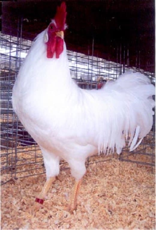 Oeufs fécondés de Leghorn