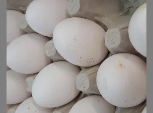 Oeufs fécondés de Leghorn