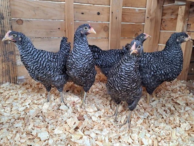 Oeufs fécondés de Plymouth Rock