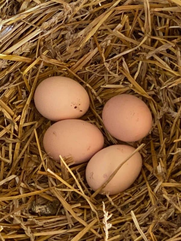 Oeufs fécondés de Rhode Island Red