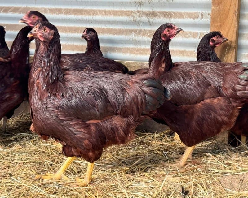 Oeufs fécondés de Rhode Island Red