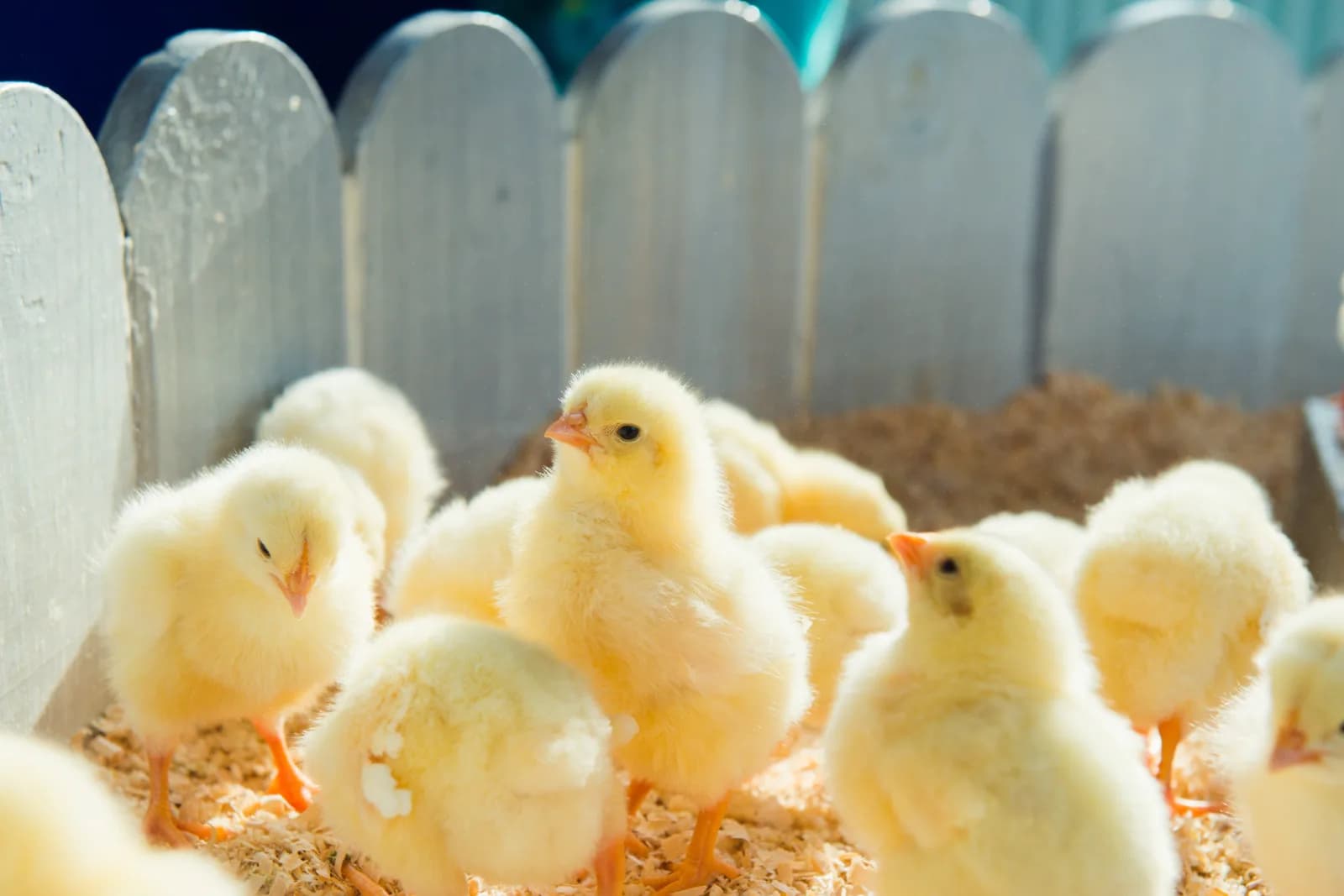 Élever des poussins : le guide complet des 8 premières semaines