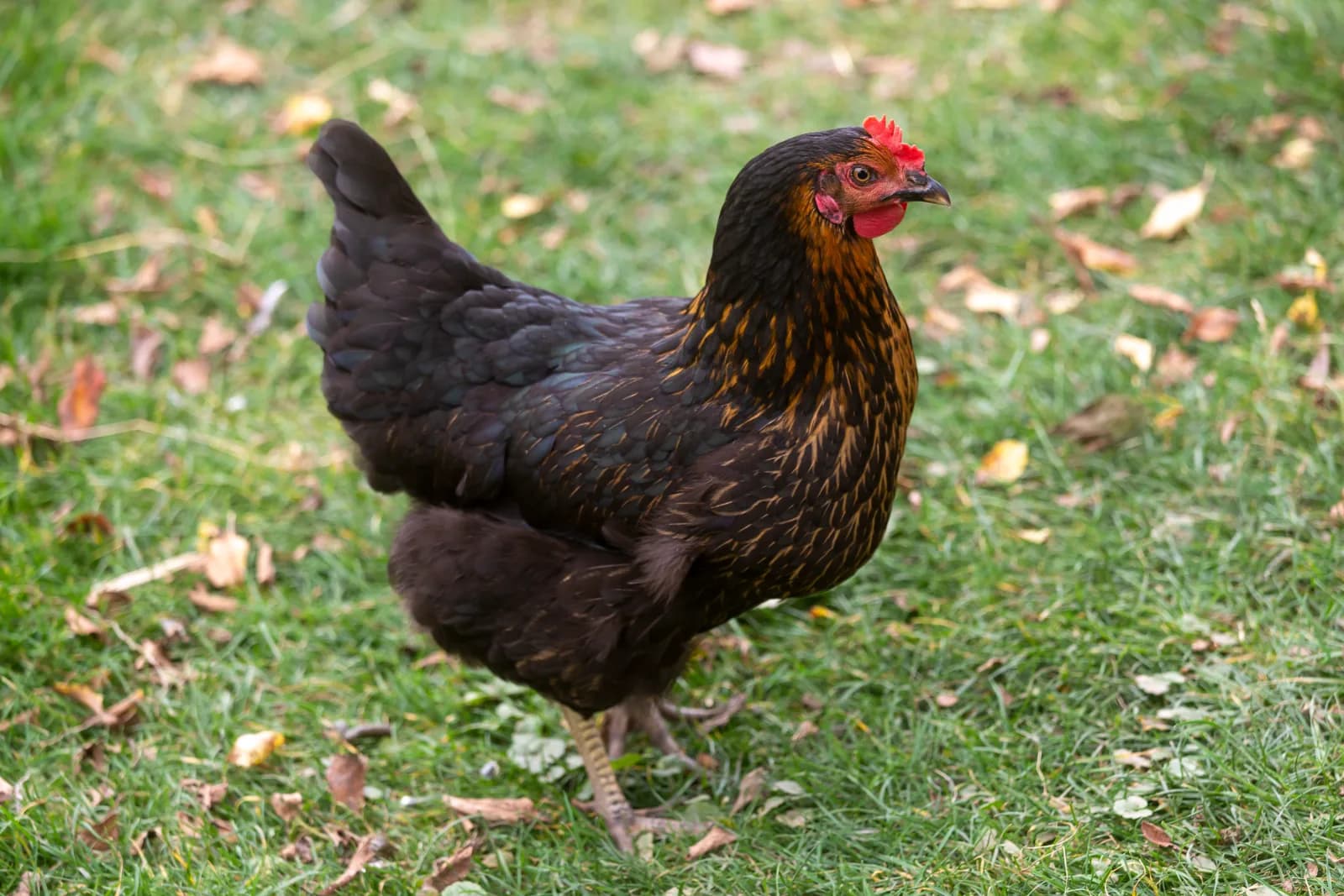 La poule Marans : la pondeuse d'oeufs chocolat, guide complet de la race