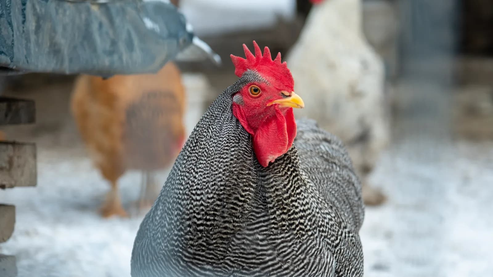 Poules qui pondent en hiver : les races les plus régulières