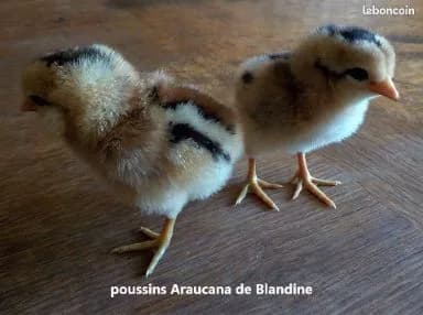 Poussins Araucana pure race