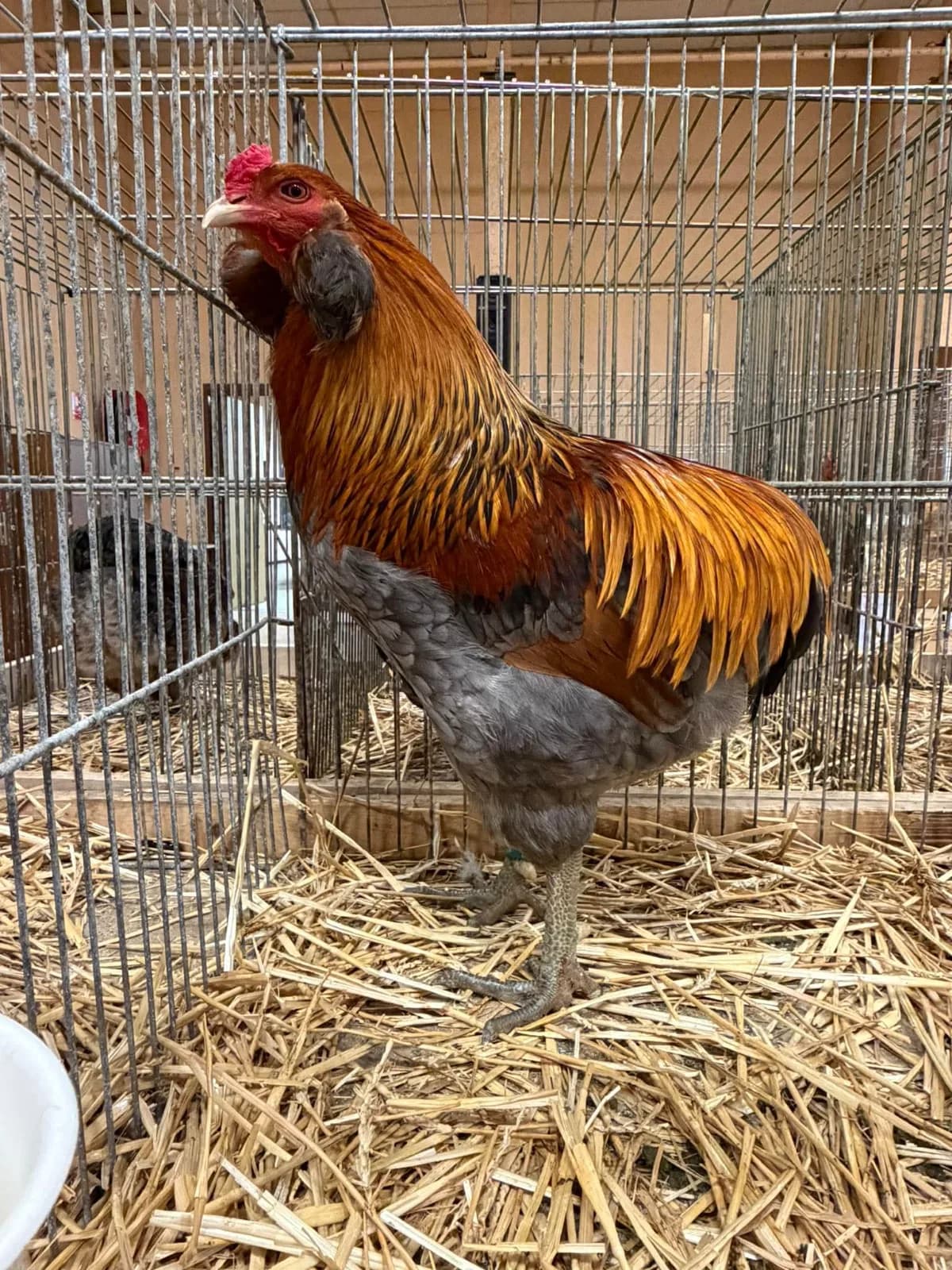 Poussins Araucana pure race