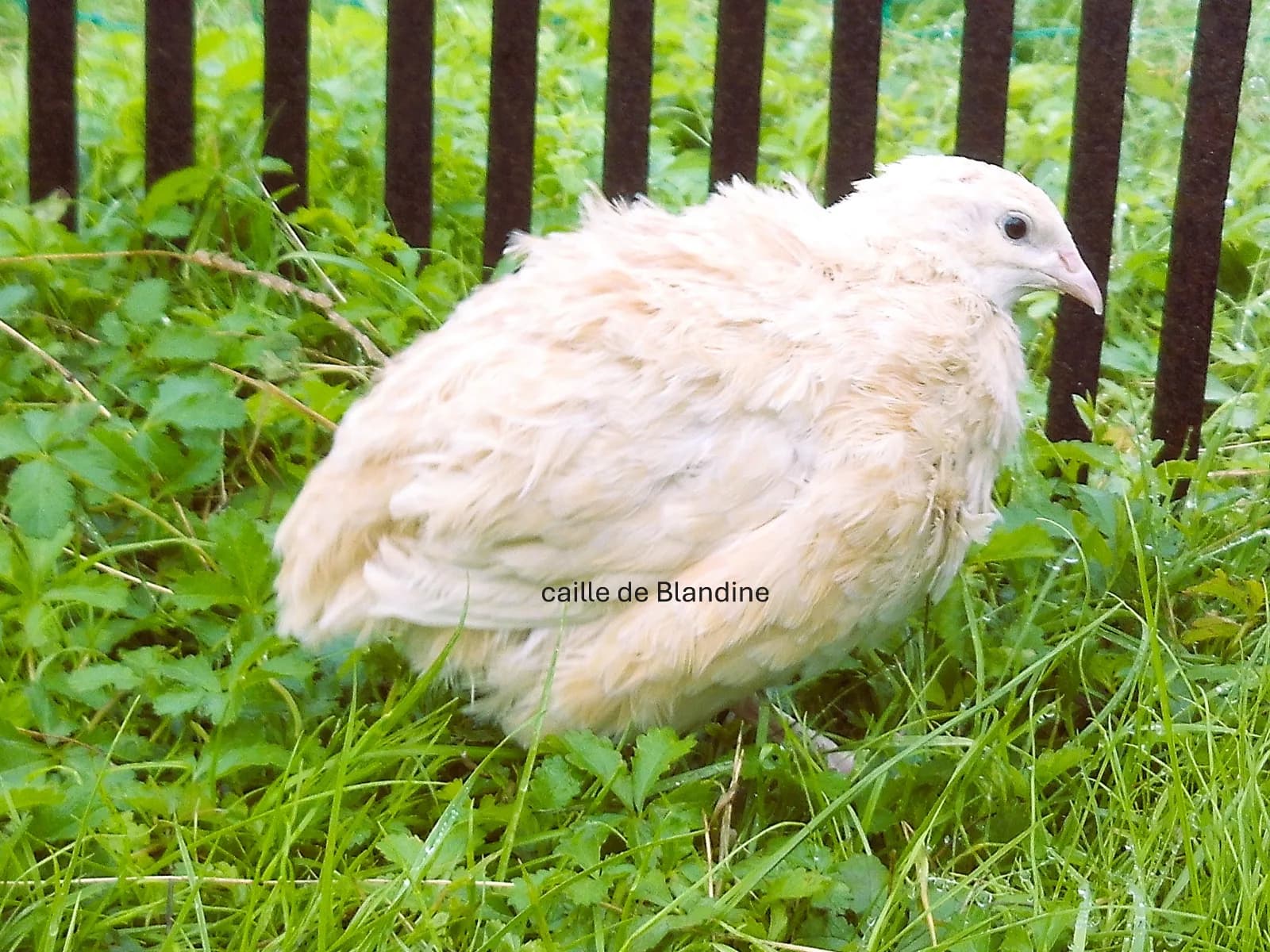 oeuf "BIO" caille coloris jaune