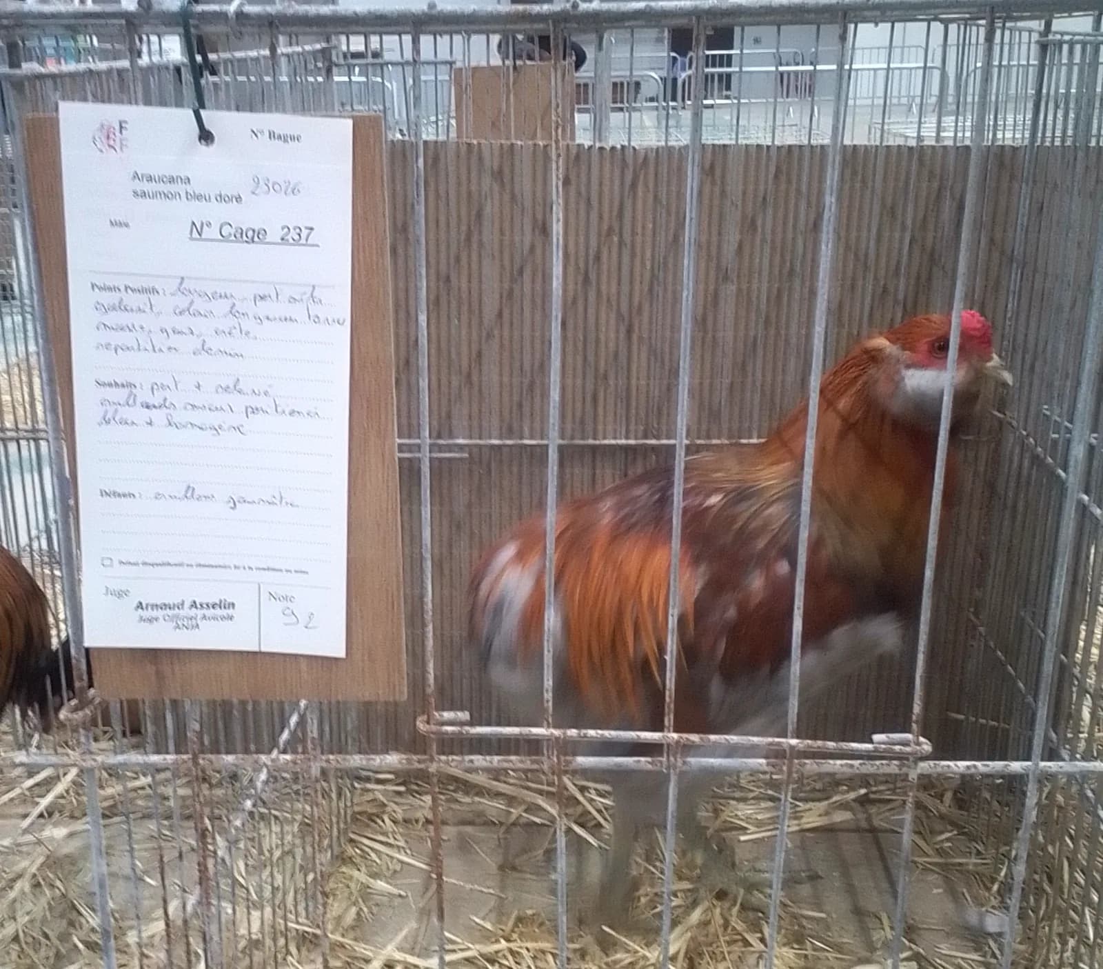 Coq Araucana qualité exposition