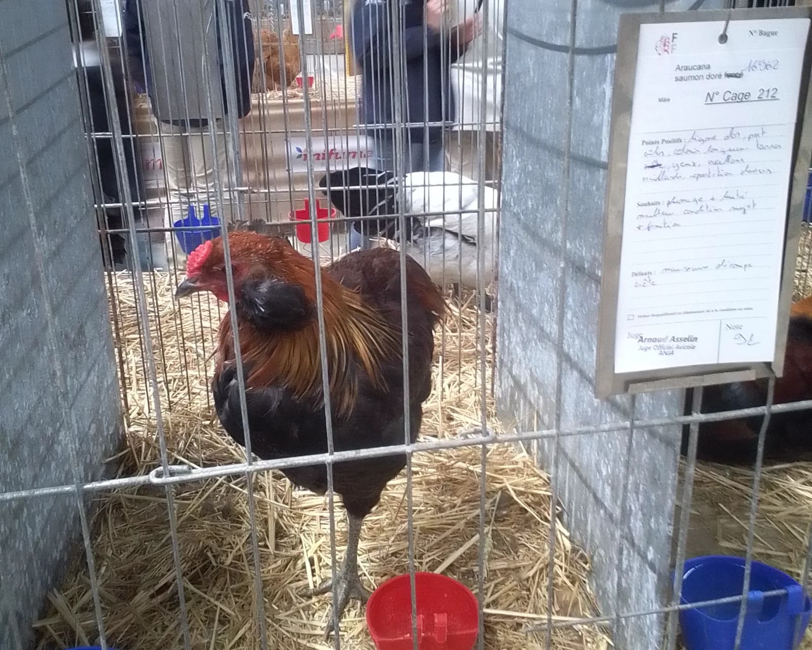 Coq Araucana qualité exposition