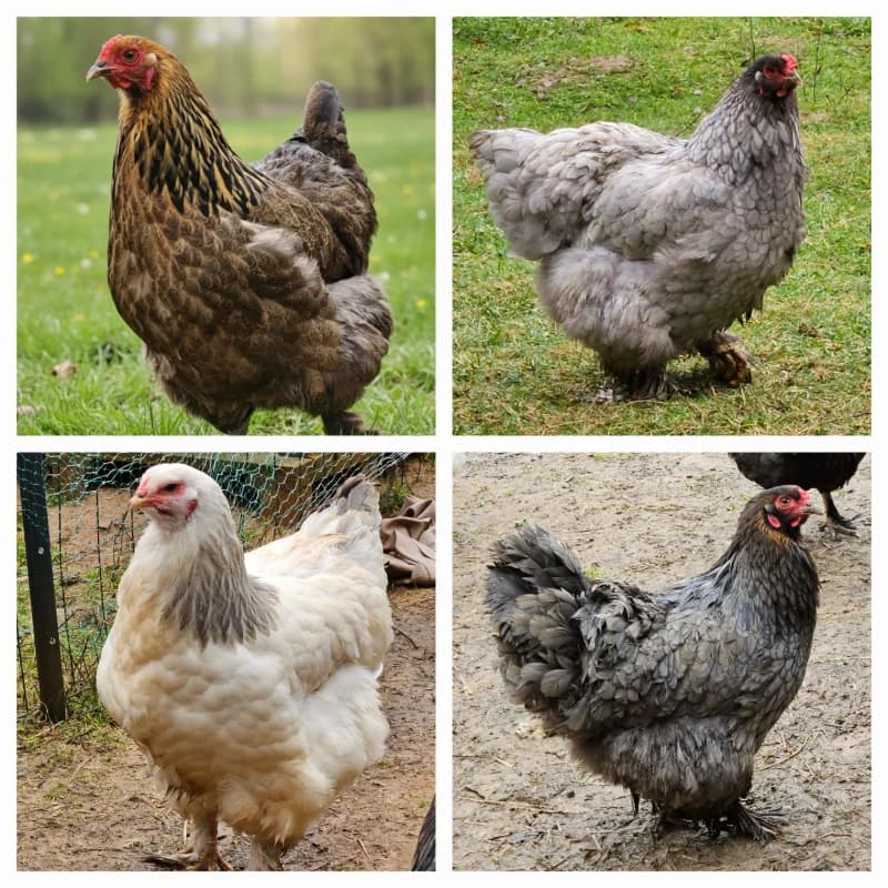 Brahma