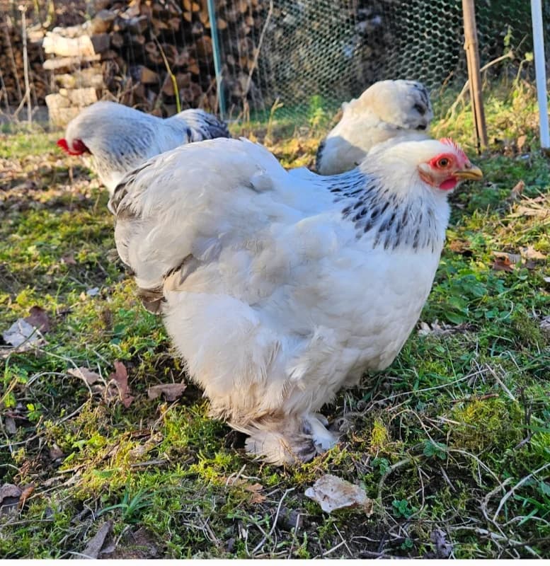 Oeufs de Pékin blanc hermine noir